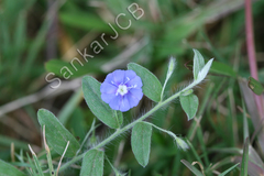 Evolvulus alsinoides